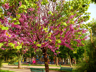 樱花公园里的一棵树在图片