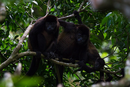 哥斯达黎加雨林树上的吼猴群图片素材