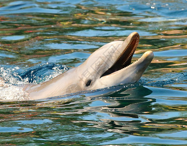 海豚微笑有趣的友好动物远离热带天图片