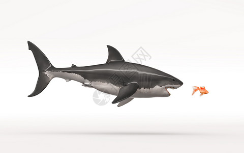 白鲨鱼在白色背景上攻击金鱼这是图片