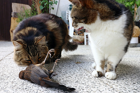 猫抓到了一只鸟猫在猎鸟猫抓图片