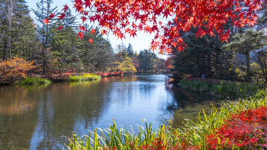 日本秋季的美丽的甲水泽Kariiz图片素材