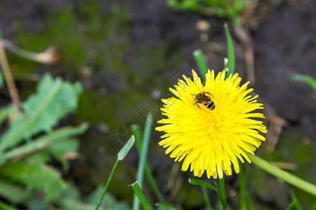 蜜蜂从蒲公英花中采集花蜜图片