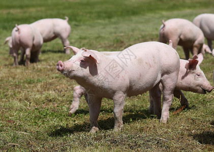 夏季动物农场的粉红色小猪群图片
