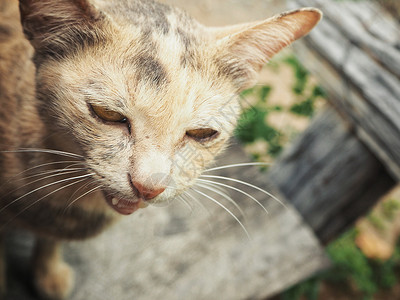 背景上的猫脸特写图片