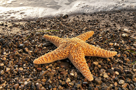 日落时海滩上的海星图片