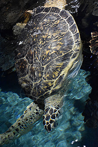水族馆里的水龟背景图片