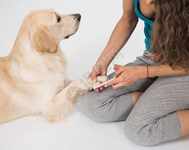 快乐的狗金毛猎犬修指甲与白色背景上的指甲锉修剪爪子修指甲和修脚背景图片