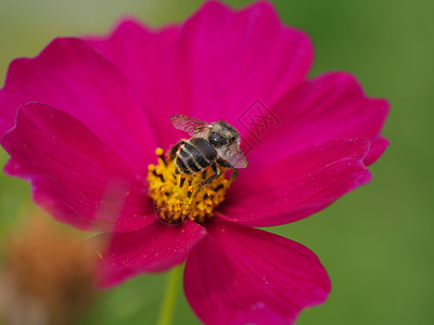 秋天的蜜蜂和波斯菊背景图片