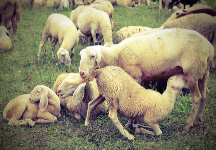 母绵羊在群中喂小羊羔图片