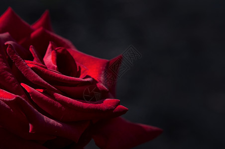 黑色背景上的鲜红玫瑰特写背景图片