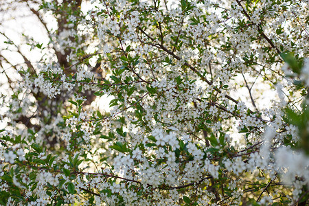 苹果树开花春天开花的苹果树白色的花朵春天图片