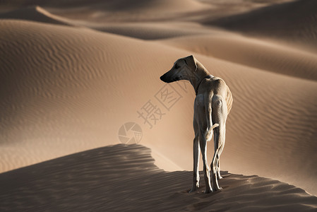 摩洛哥沙漠中的一只阿拉伯灰狗校对P背景图片
