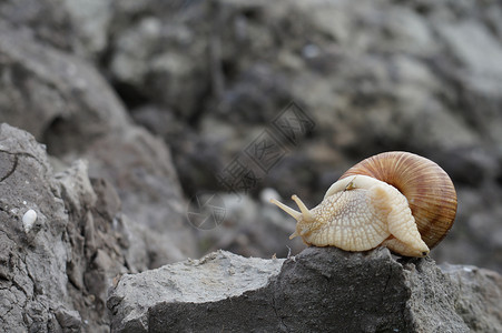 食用蜗牛Helixpomatia勃艮第蜗牛Escargot图片