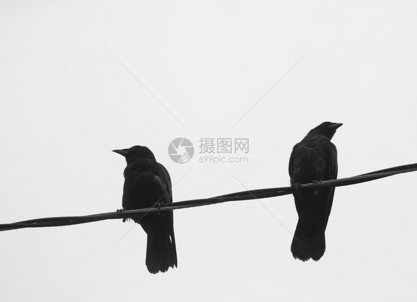 两只乌鸦坐在电线上站在白色背景的白背后向图片
