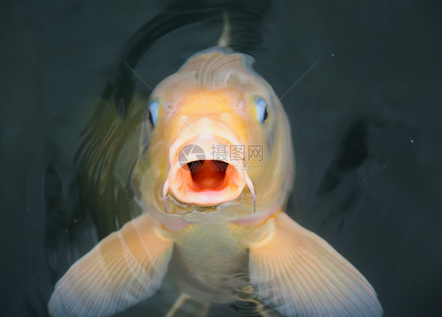 日本池塘里的鲤鱼图片