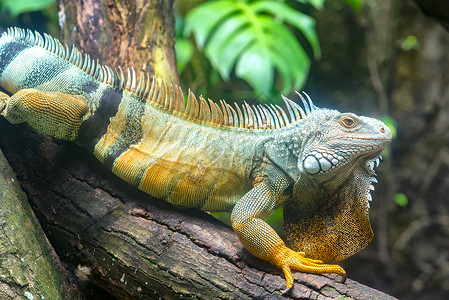巨型蜥蜴肖像正在动物园中休息这是在自然界需要保存的残余恐龙爬行动物图片