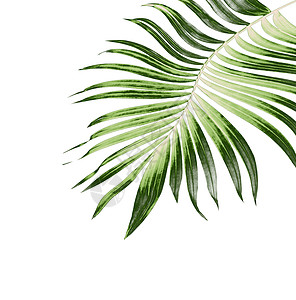 白色背景上的棕榈树叶图片