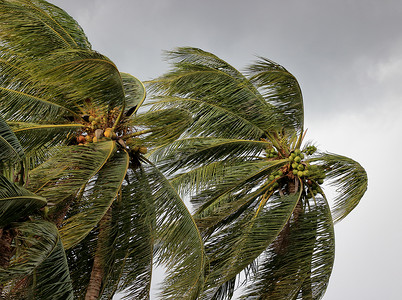 在暴风雨或飓风前随风飘扬的椰子树背景图片
