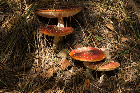 蘑菇长发森林蘑菇毒蘑图片