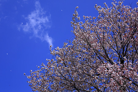 日本的樱花和蓝天图片