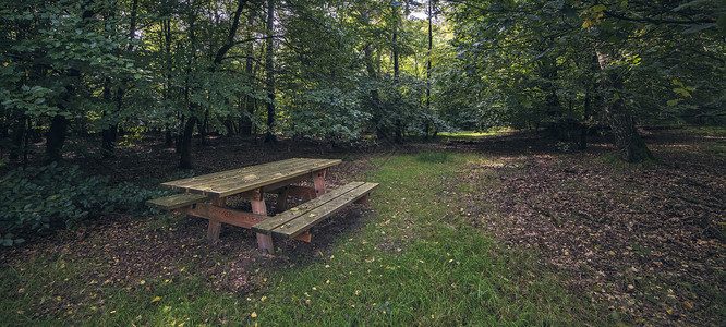 公园森林中的木制野餐桌图片