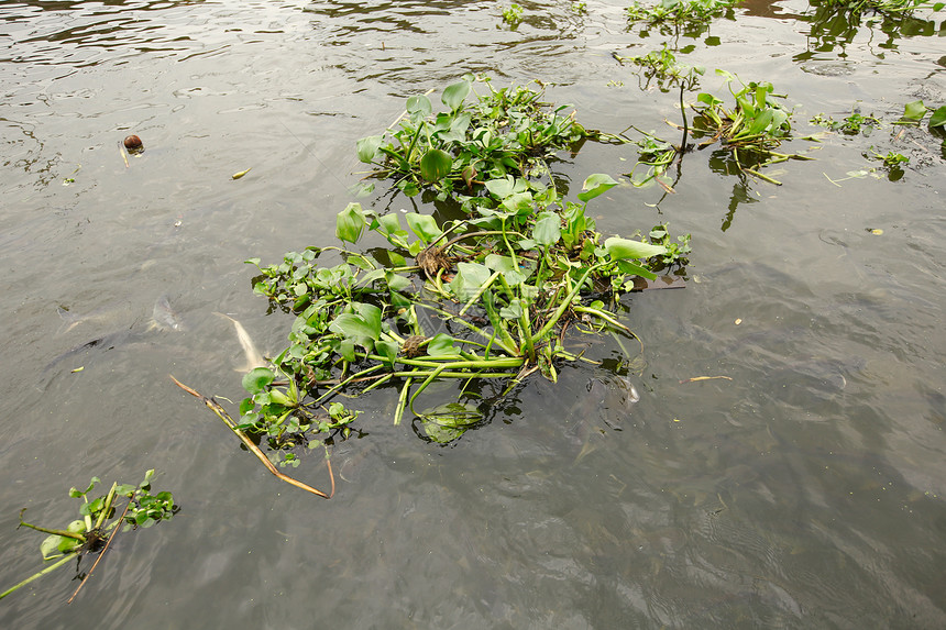 漂浮在河的水葫芦植物图片