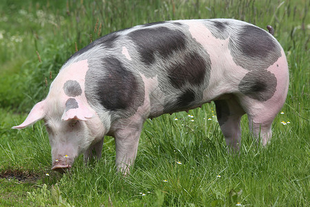 美丽的幼稚小猪种头在夏图片