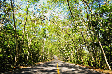 新鲜的绿树弯曲的道路背景图片