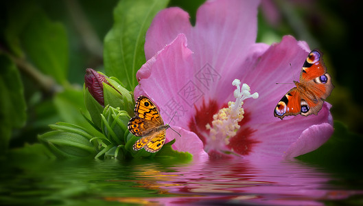 花与水的蝴蝶图片