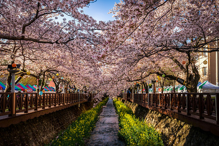 Yeojwacheon溪流有三浦花道和图片