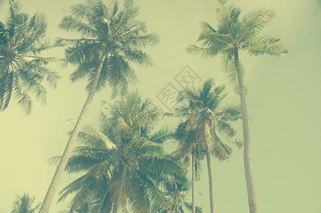 棕榈椰子树蓝色的天空图片