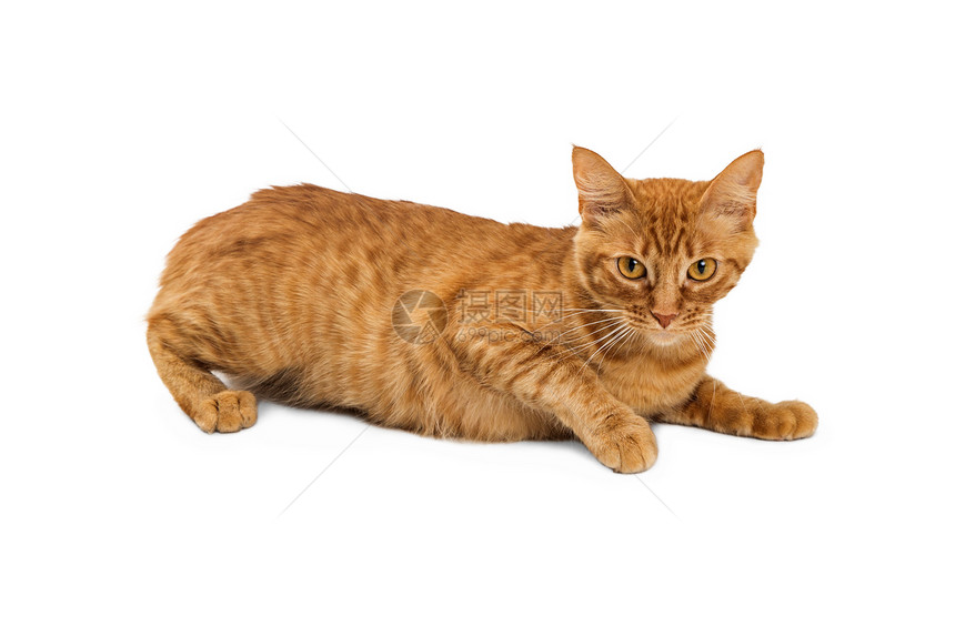 躺在白色背景上的橙色虎斑猫图片