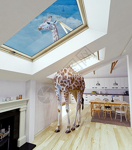 Giraffe看着阁楼窗户媒图片