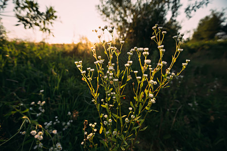 夕阳下的洋甘菊野花图片