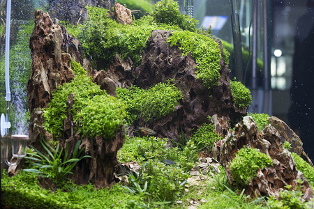 种植淡水族馆近景图片