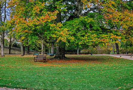 德国黑塞州富尔达城堡花园秋色的大Beech树FagusSylv图片
