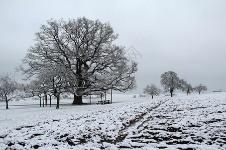 一棵树的冬季景观千年橡树图片