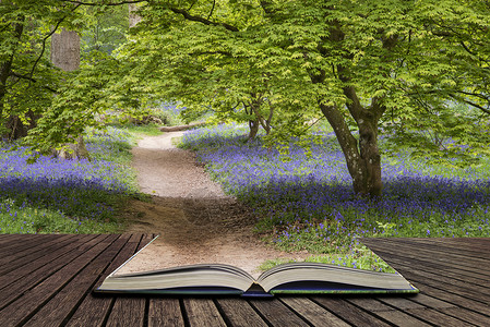 英国乡村Blubell森林的美丽景观图景春天之春概念图片