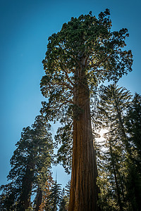 美国加利福尼亚州红杉公园古老雄伟的红杉穿越图片