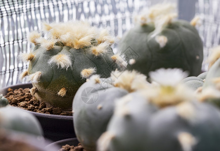 长效磷酸二大型仙人掌cactuslophorawilli背景图片