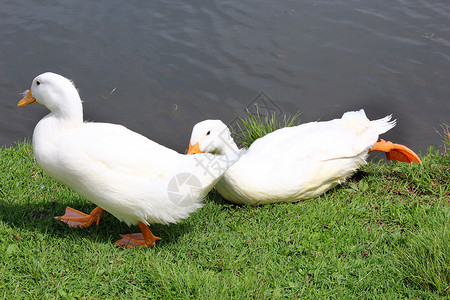 白鸭鸟在水中图片