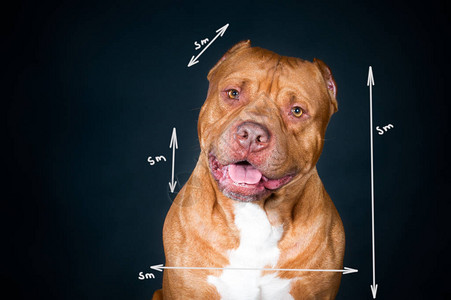 养殖标准狗参数的定义狗的测量狗的型式dig图片