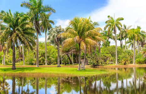 Fairchild热带植物园美国佛罗图片