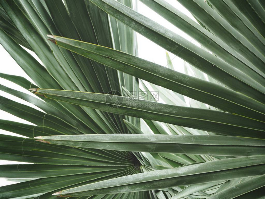 热带棕榈叶背景纹理图片