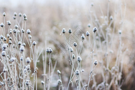 冰雪覆盖的植图片