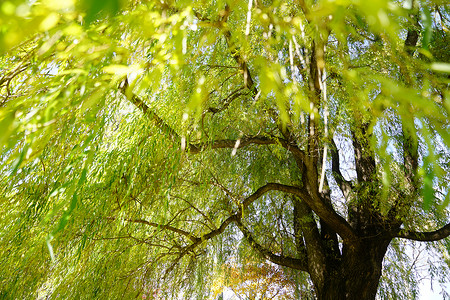 日本夏天的柳树图片