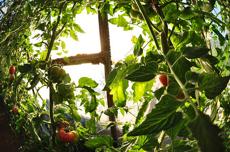 生长在温室的蕃茄图片