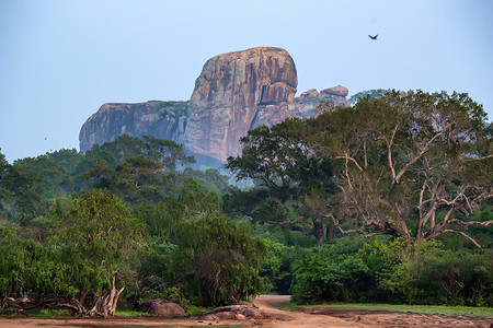 斯里兰卡亚拉公园的内塞尔贝格或monad图片