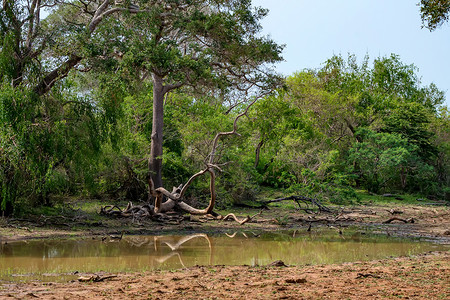斯里兰卡亚拉公园热带干燥森林和湖泊的景图片